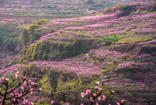 2025合川春季旅游活动暨赏花季启动