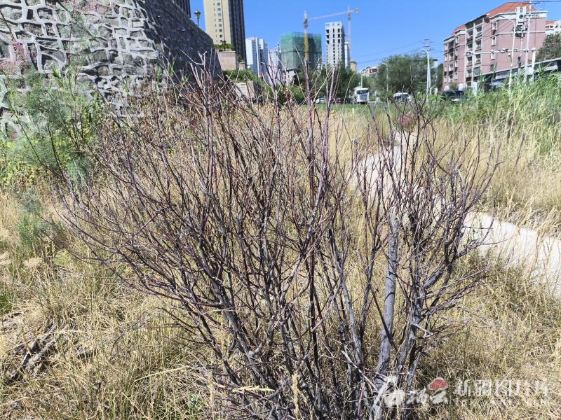 IMG_20250704_115810